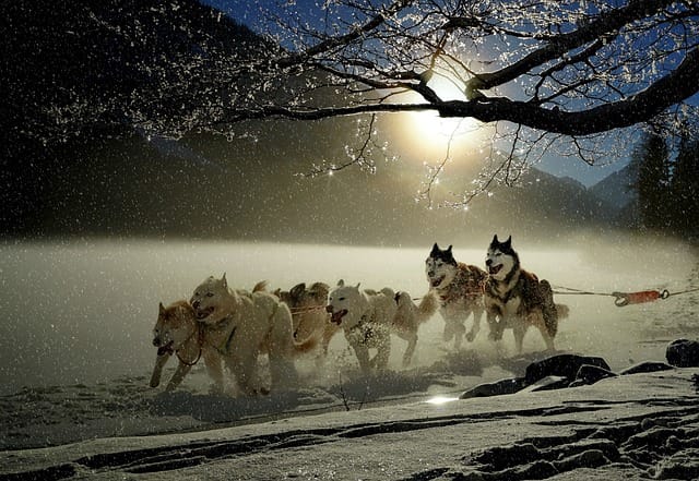 29 things you need to know about huskies