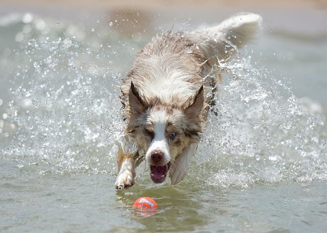 Australian Shepard