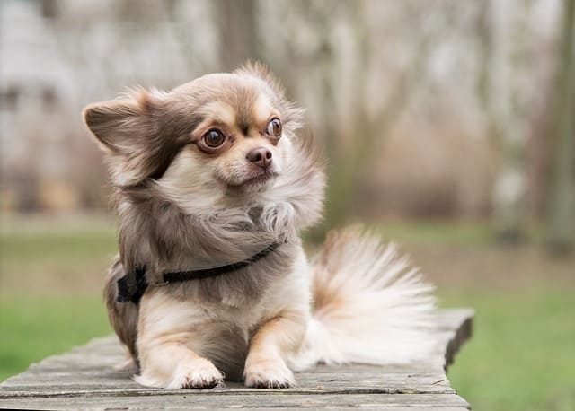 Chihuahua potty and crate training