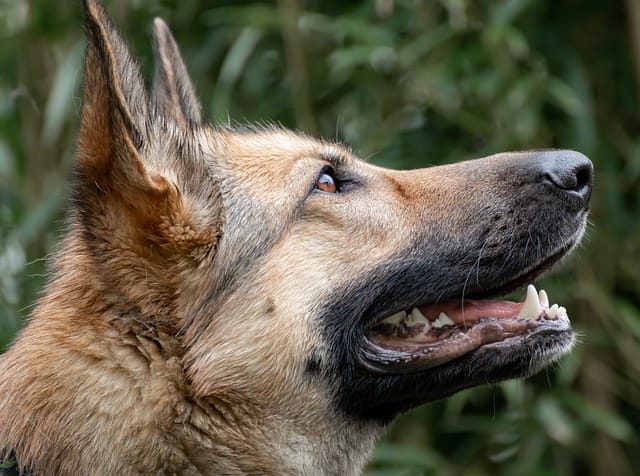 Is German Shepherd aggressive?