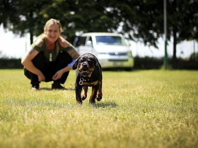 Rottweilers