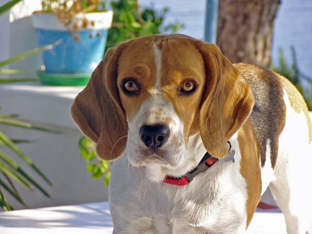 Pros and cons of owning a beagle