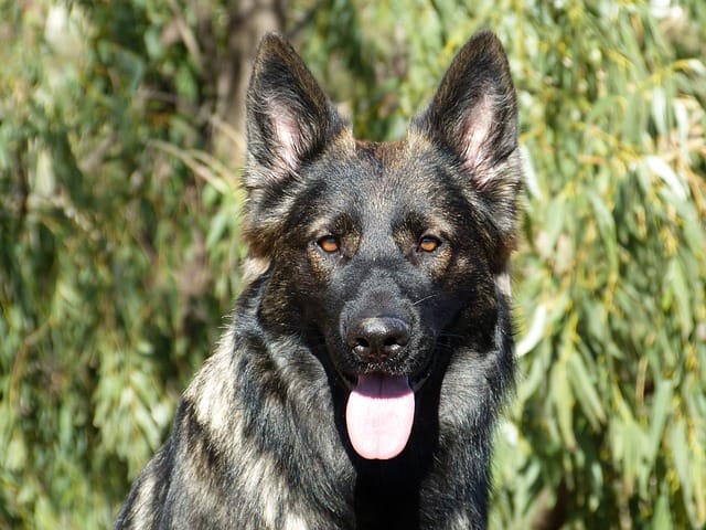 GSD