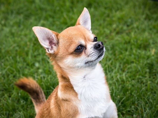 11 things you need to know about chihuahuas