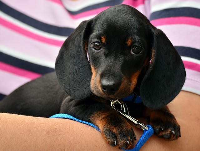 Are Dachshunds good for first-time owners?