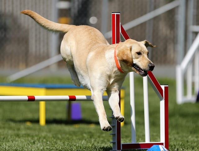 Are Labradors easy to train?
