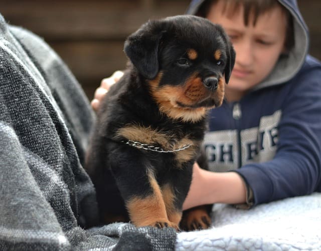 Are Rottweilers safe with children?