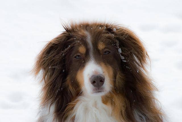 Grooming an Australian shepherd