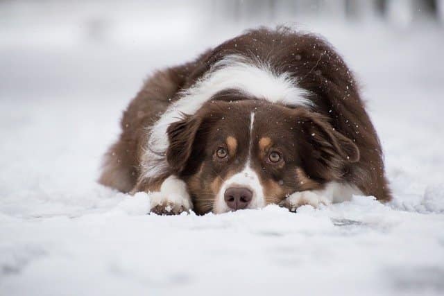 Australian shepherd dogs