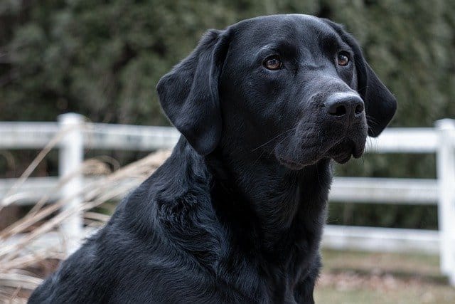 About labrador retriever dog
