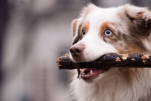 Australian Shepard