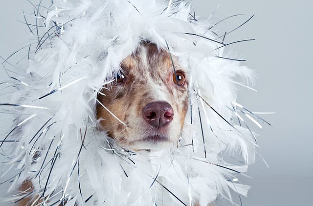 Grooming an Australian shepherd