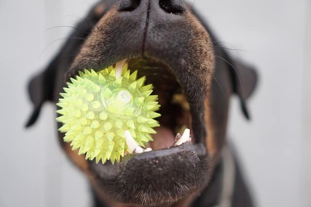 Rottweilers