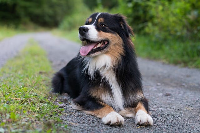 Australian Shepard