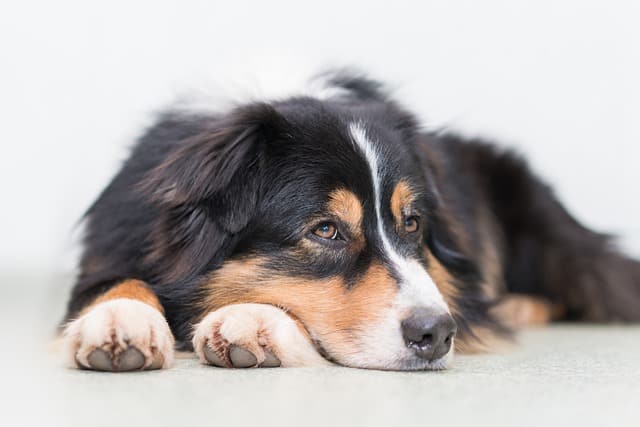 Australian Shepard