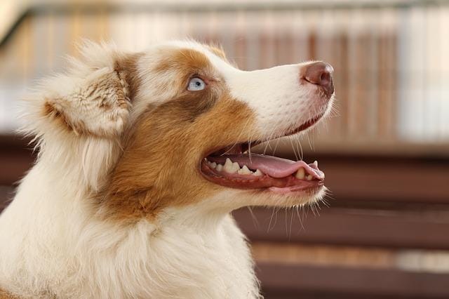Australian shepherd dogs