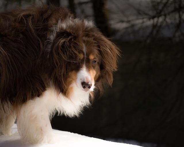 Grooming an Australian shepherd