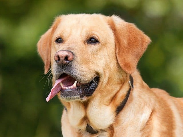 About labrador retriever dog