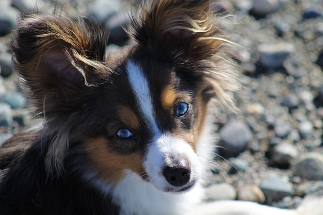Grooming an Australian shepherd