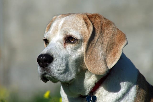 beagle
