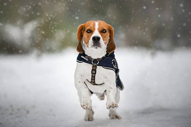beagle