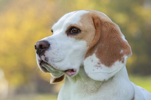 Grooming a beagle dog