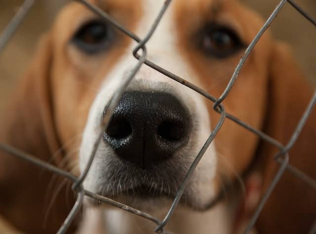 beagle