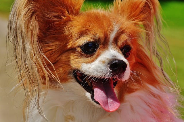 Chihuahua potty and crate training