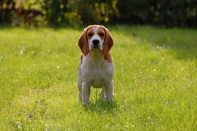 Pros and cons of owning a beagle