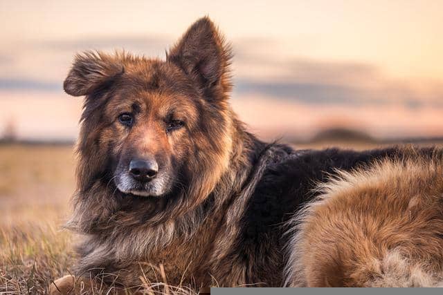 Potty and crate training a German shepherd