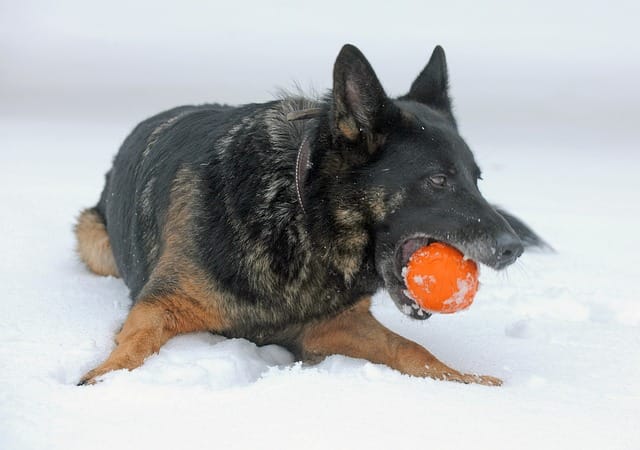 Grooming a German shepherd dog