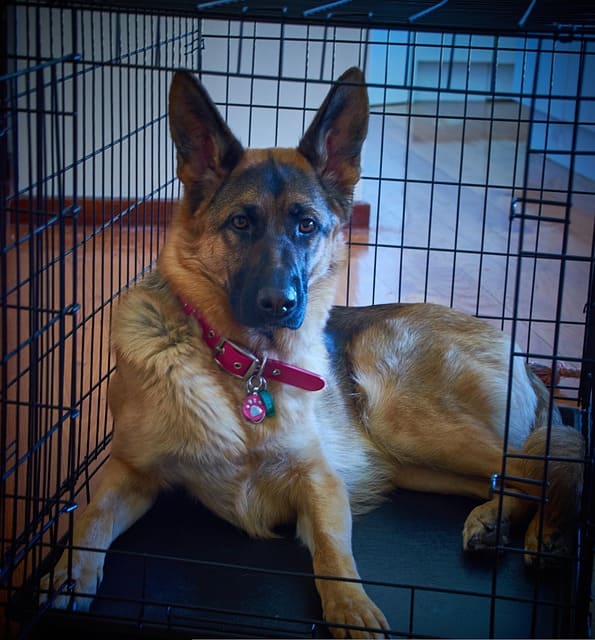 GSD