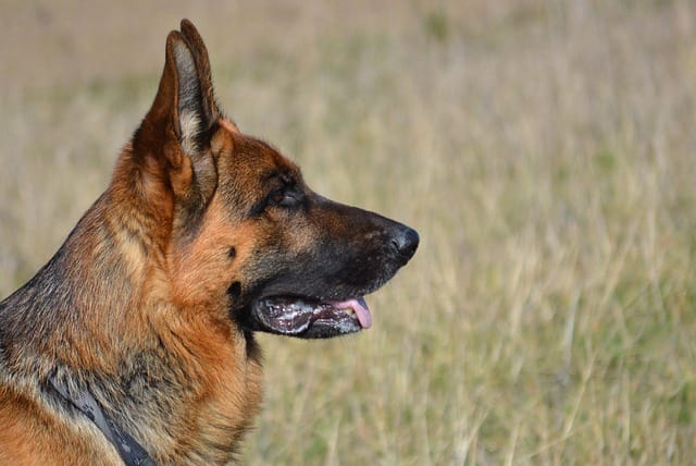 About the German shepherd dog