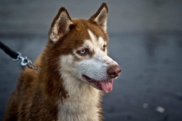 husky