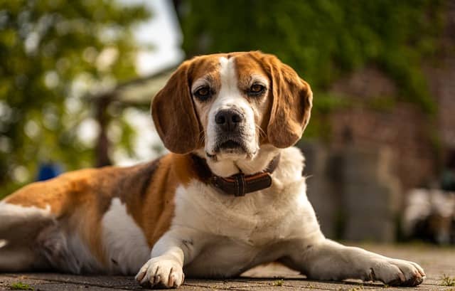 Beagle puppies for sale