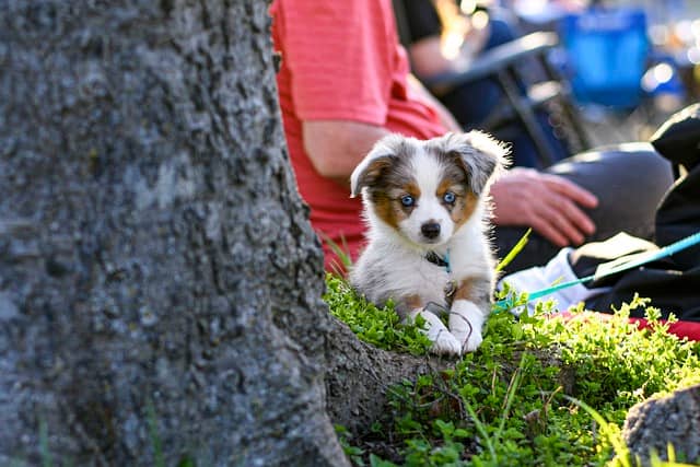 Australian Shepherd for sale