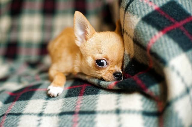 11 things you need to know about chihuahuas