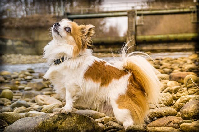 11 things you need to know about chihuahuas