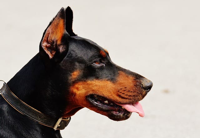 Doberman for sale