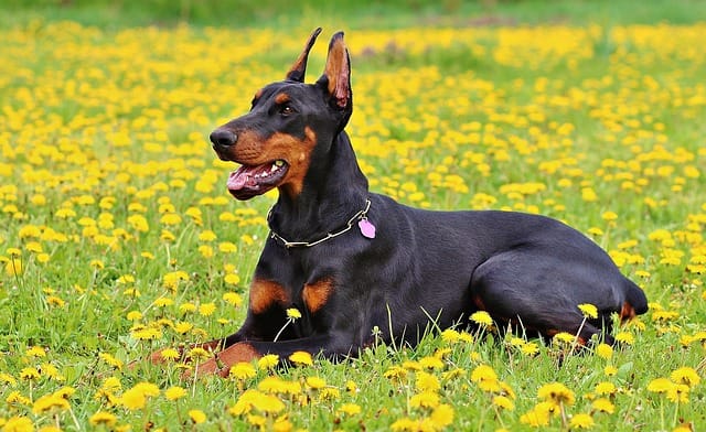 Doberman for sale