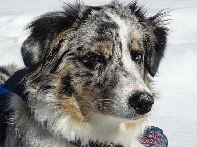 Australian Shepherd for sale