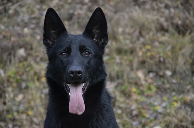 German Shepherd for sale