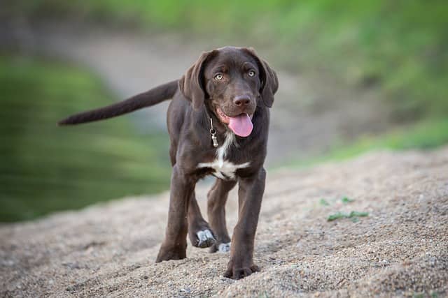 Labrador Retriever for sale