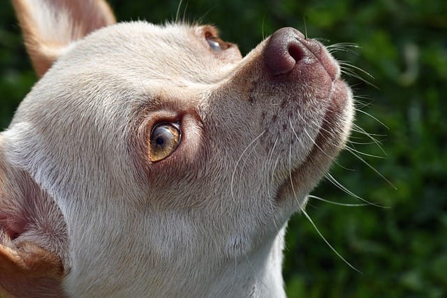Chihuahua dogs barking