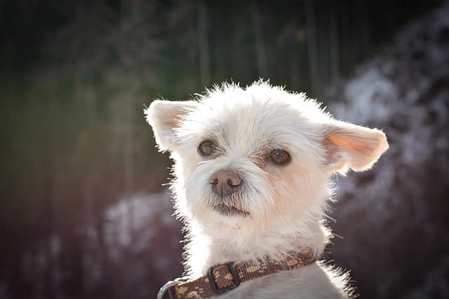 Yorkie for sale