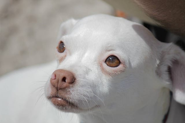 Chihuahua dogs barking