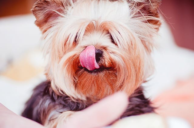 Yorkie for sale