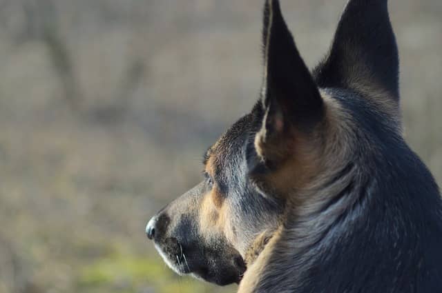 German Shepherd for sale