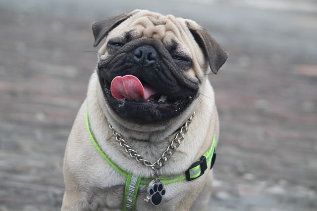Pugs for sale