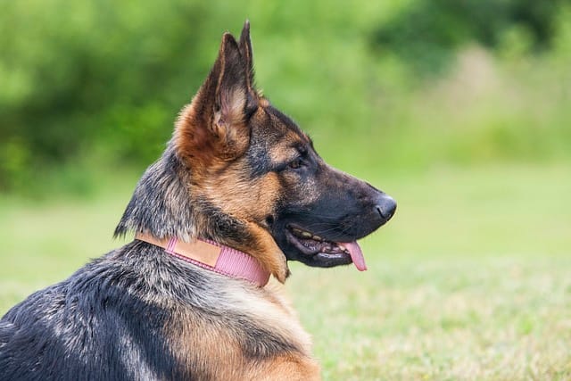 German Shepherd for sale